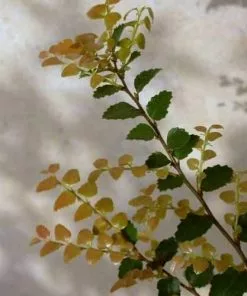 Future Forests Trees Nothofagus Cunninghamii - Myrtle Beech
