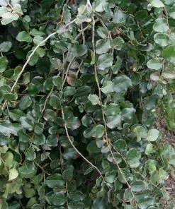 Future Forests Trees Nothofagus Cunninghamii - Myrtle Beech