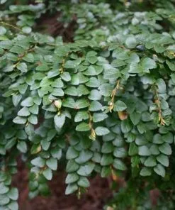 Future Forests Trees Nothofagus Cunninghamii - Myrtle Beech