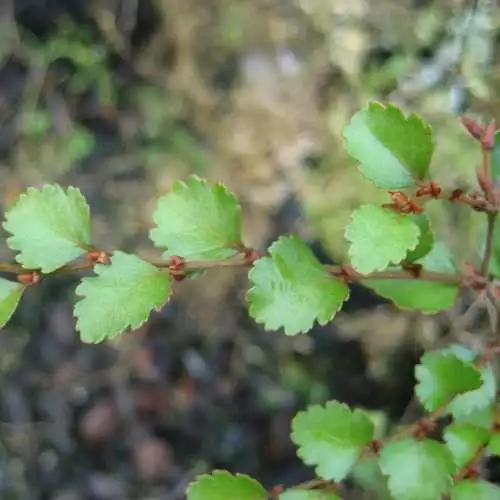 Future Forests Nothofagus Menziesii - Silver Beech 3 Future Forests Nothofagus Menziesii - Silver Beech