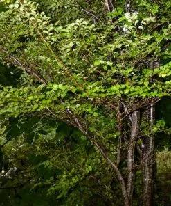 Future Forests Nothofagus Menziesii - Silver Beech