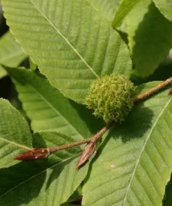 Future Forests Nothofagus X Alpina