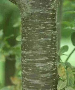 Future Forests Nothofagus X Alpina