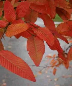 Future Forests Nothofagus X Alpina