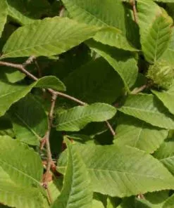 Future Forests Nothofagus X Alpina