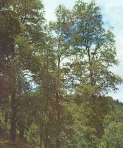 Future Forests Nothofagus X Alpina