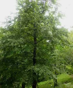 Future Forests Nothofagus X Alpina