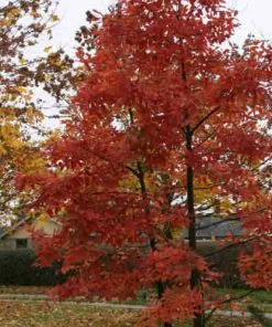 Future Forests Nothofagus X Alpina