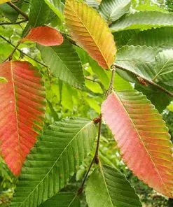 Future Forests Nothofagus X Alpina