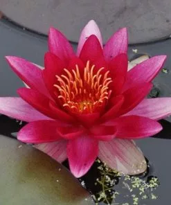 Future Forests More Nymphaea Attraction