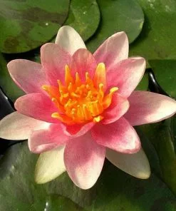 Future Forests Nymphaea Aurora More