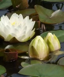 Future Forests Nymphaea Gonnere