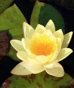 Future Forests Nymphaea Marliacea Chromatella More