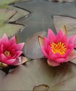 Future Forests Nymphaea Pygmaea Rubra - Miniature Waterlily