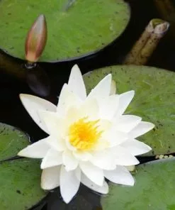 Future Forests More Nymphaea Alba - Native White Waterlily