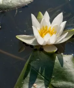 Future Forests More Nymphaea Pygmaea Alba - Miniature Waterlily