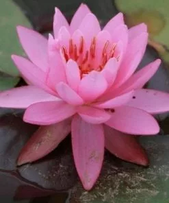 Future Forests Nymphaea Firecrest