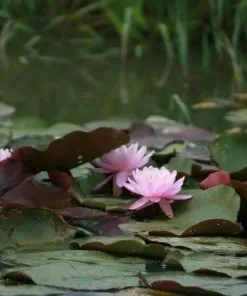 Future Forests Nymphaea Firecrest