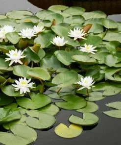 Future Forests Nymphaea Marliacea Albida