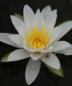 Future Forests Nymphaea Marliacea Albida