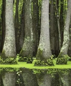 Future Forests Nyssa Aquatica - Water Tupelo