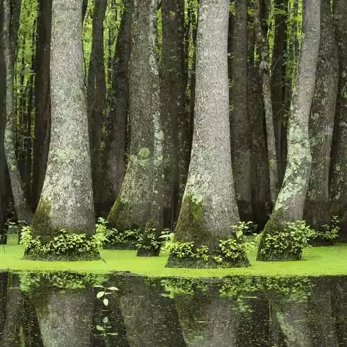 Future Forests Nyssa Aquatica - Water Tupelo 3 Future Forests Nyssa Aquatica - Water Tupelo