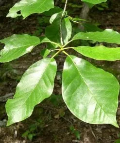 Future Forests Nyssa Aquatica - Water Tupelo 8 Future Forests Nyssa Aquatica - Water Tupelo