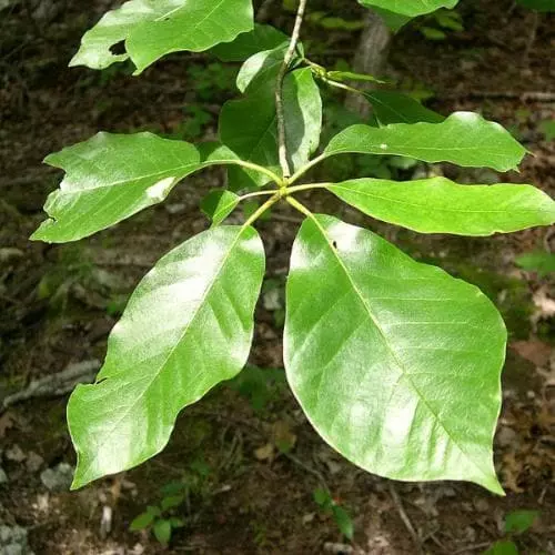 Future Forests Nyssa Aquatica - Water Tupelo 5 Future Forests Nyssa Aquatica - Water Tupelo