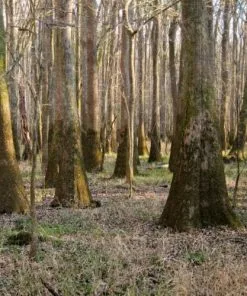 Future Forests Nyssa Aquatica - Water Tupelo