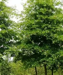 Future Forests Trees Nyssa Sylvatica - Black Tupelo 8 Future Forests Trees Nyssa Sylvatica - Black Tupelo