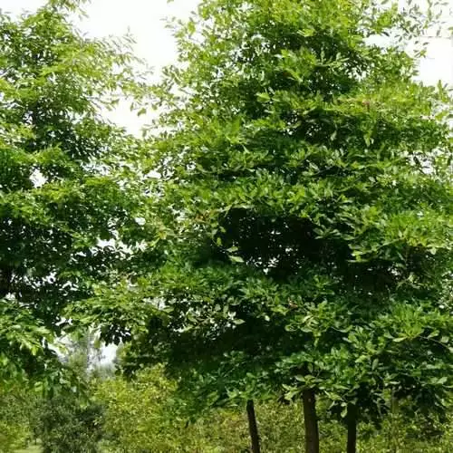 Future Forests Trees Nyssa Sylvatica - Black Tupelo 5 Future Forests Trees Nyssa Sylvatica - Black Tupelo