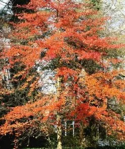 Future Forests Trees Nyssa Sylvatica - Black Tupelo