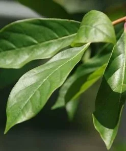 Future Forests Trees Nyssa Sylvatica - Black Tupelo 9 Future Forests Trees Nyssa Sylvatica - Black Tupelo