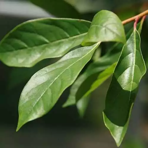 Future Forests Trees Nyssa Sylvatica - Black Tupelo 6 Future Forests Trees Nyssa Sylvatica - Black Tupelo