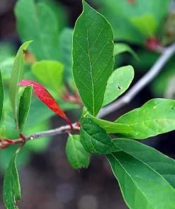 Future Forests Trees Nyssa Sylvatica - Black Tupelo