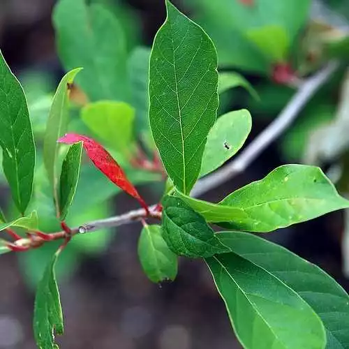 Future Forests Trees Nyssa Sylvatica - Black Tupelo 4 Future Forests Trees Nyssa Sylvatica - Black Tupelo