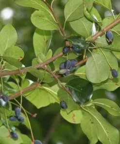 Future Forests Nyssa Aquatica - Water Tupelo 9 Future Forests Nyssa Aquatica - Water Tupelo
