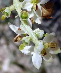 Future Forests Shrubs Olea Europaea