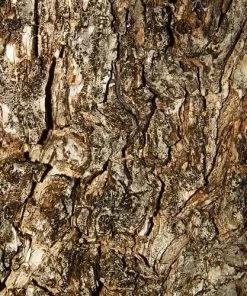 Future Forests Shrubs Olea Europaea