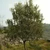 Future Forests Shrubs Olea Europaea 2 Future Forests Shrubs Olea Europaea