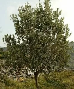 Future Forests Shrubs Olea Europaea