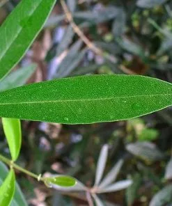 Future Forests Shrubs Olea Europaea