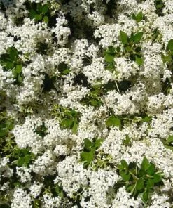 Future Forests Olearia X Haastii