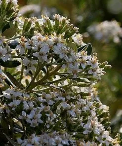 Future Forests Olearia X Haastii