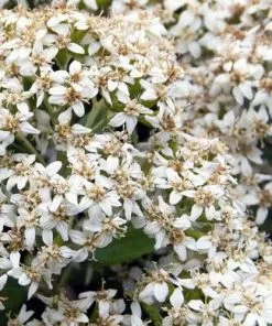 Future Forests Olearia X Haastii