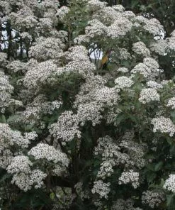 Future Forests Olearia Macrodonta Shrubs
