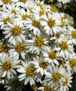 Future Forests Olearia Macrodonta Shrubs