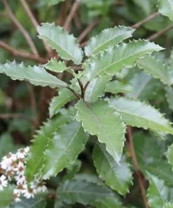 Future Forests Olearia Macrodonta Shrubs
