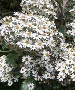 Future Forests Olearia Macrodonta Shrubs