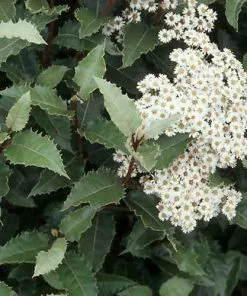 Future Forests Olearia Macrodonta Shrubs